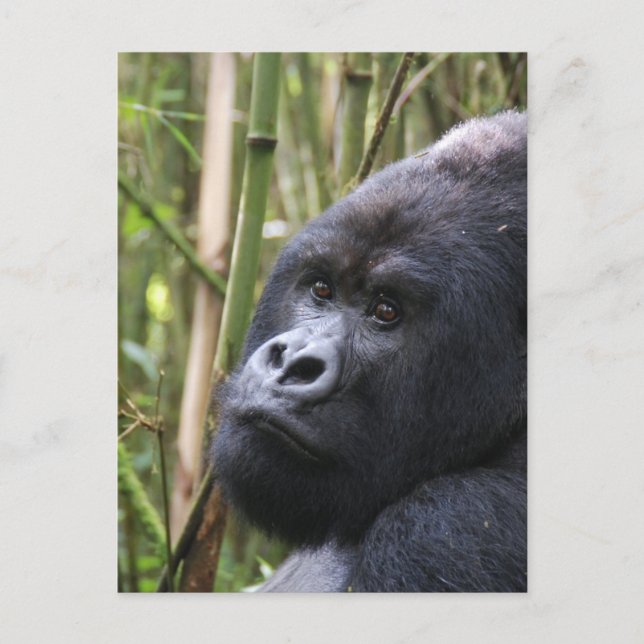 Cartão postal Gorilla Lowland (Frente)