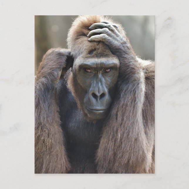 Cartão Postal Gorilla Pose (Frente)