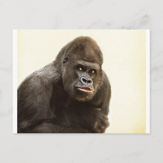 Cartão Postal Gorilla Pout (Frente)