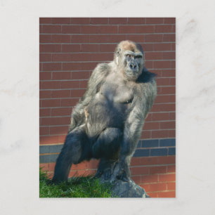 Cartão Postal Gorilla Sentado Em Uma Pedra