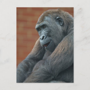 Cartão Postal Gorilla Shufai