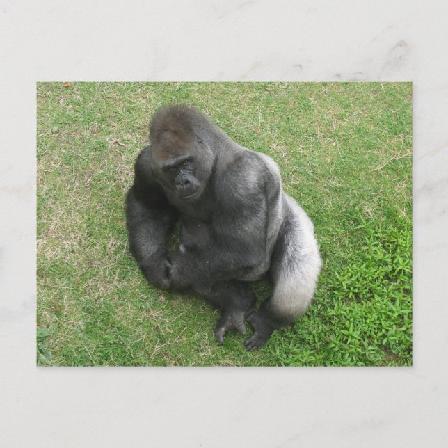 Cartão Postal Gorilla Stare (Frente)
