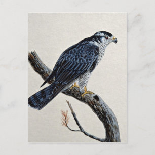 Cartão Postal Goshawk