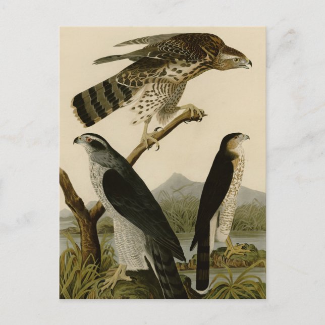 Cartão Postal Goshawk & Stanley Hawk (Frente)