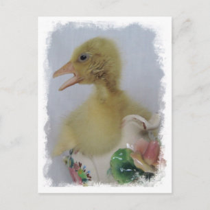 Cartão Postal Gosling