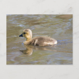Cartão Postal Gosling do ganso do Canadá