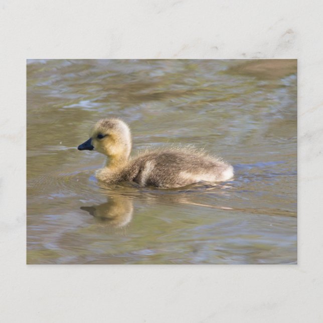 Cartão Postal Gosling do ganso do Canadá (Frente)