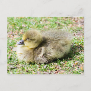 Cartão Postal Gosling Greylag Cute