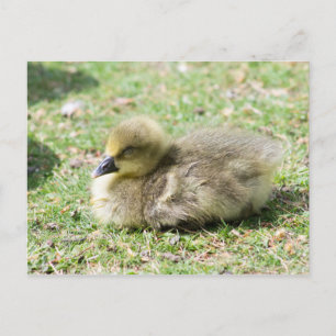 Cartão Postal Gosling Greylag Cute