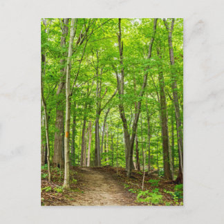 Cartão Postal Gosnell Big Woods Webster, Nova