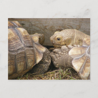 Cartão Postal Gossies Antigos