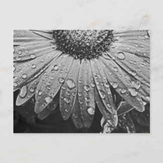 Cartão Postal Gotas cintilando da chuva na flor da margarida