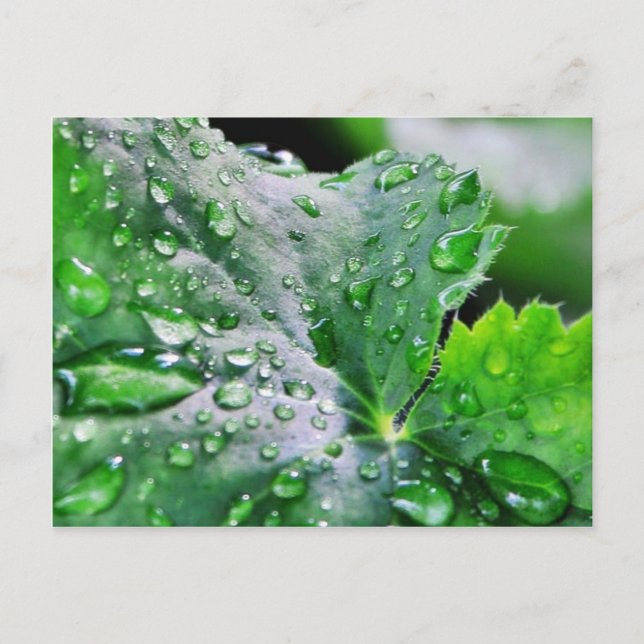 Cartão Postal Gotas de Água Doce Gotas (Frente)