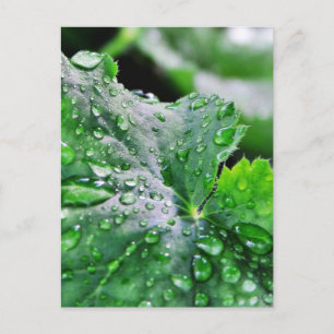 Cartão Postal Gotas de Água Doce Gotas