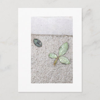 Cartão Postal Gotas de água na fotografia das folhas