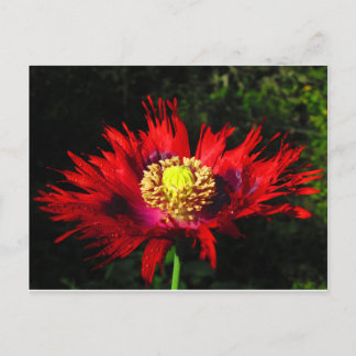 Cartão Postal gotas de chuva