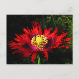 Cartão Postal gotas de chuva