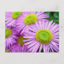 Gotas de chuva em Asters