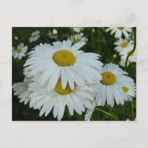 Cartão Postal Gotas de chuva em Daisies Wildflower