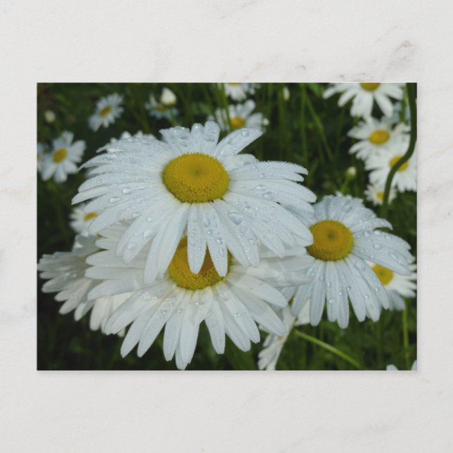 Cartão Postal Gotas de chuva em Daisies Wildflower (Frente)