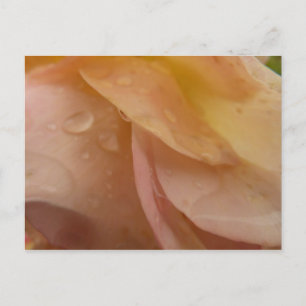 Cartão Postal Gotas de Chuva em Pétalas de Rosa Rosa Pêssego Flo