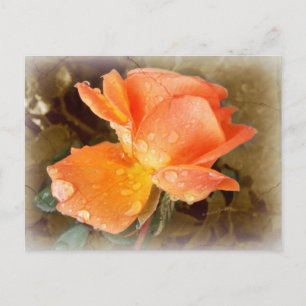 Cartão Postal Gotas de chuva em Rosas.....