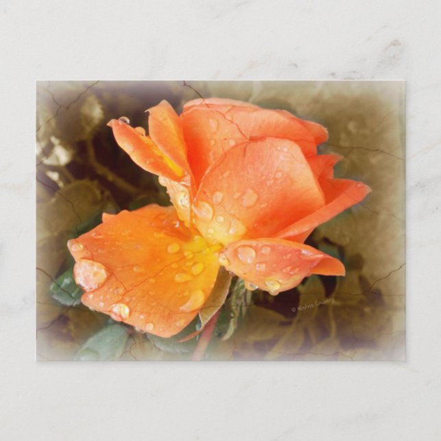 Cartão Postal Gotas de chuva em Rosas..... (Frente)