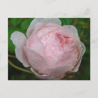 Cartão Postal Gotas de chuva no meu Rosa