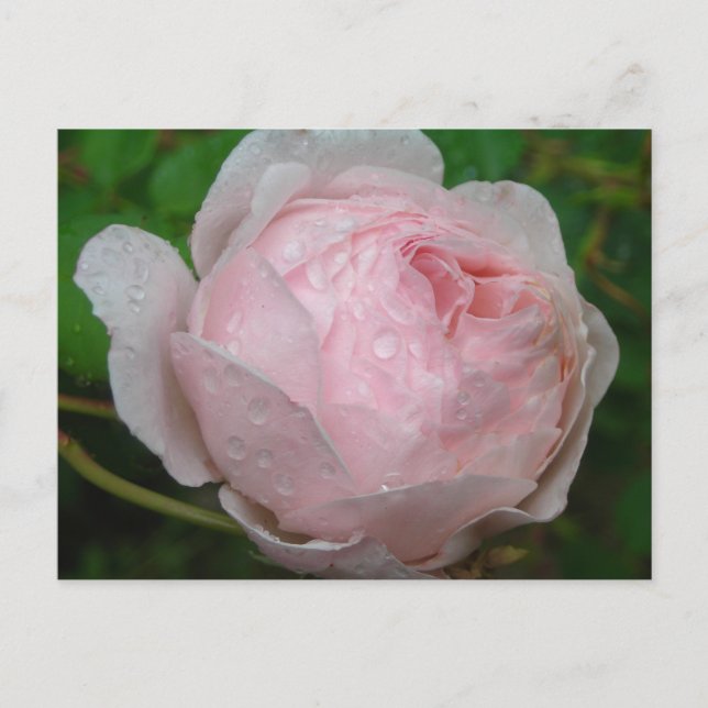Cartão Postal Gotas de chuva no meu Rosa (Frente)