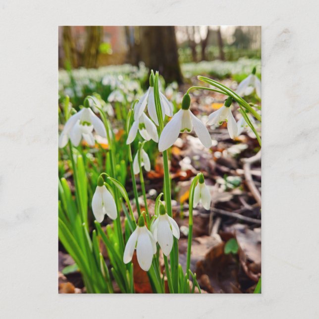 Cartão Postal Gotas de neve (Frente)