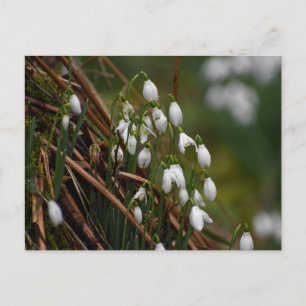 Cartão Postal Gotas de neve