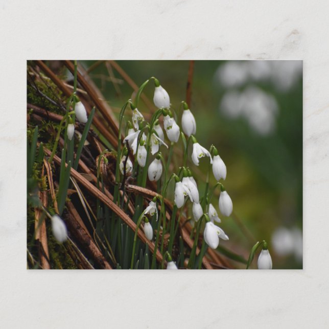 Cartão Postal Gotas de neve (Frente)