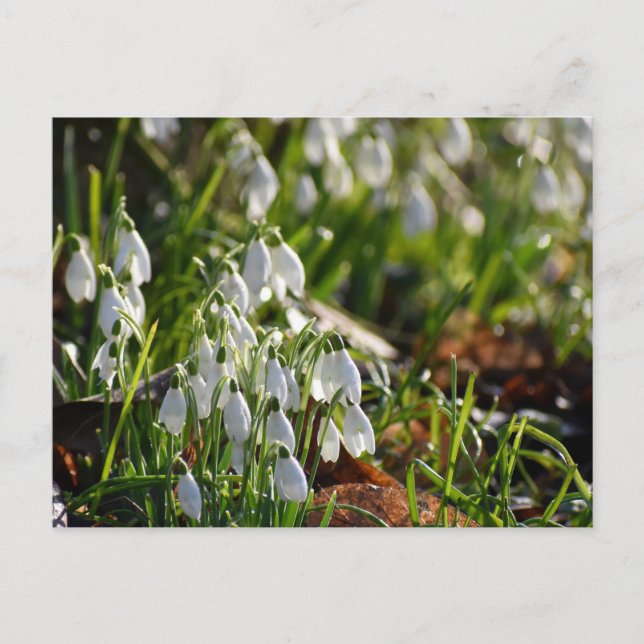 Cartão Postal Gotas de neve (Frente)