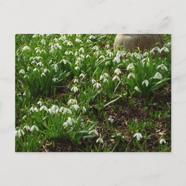 Cartão Postal Gotas de neve II (Galanthus) Primavera (Frente)