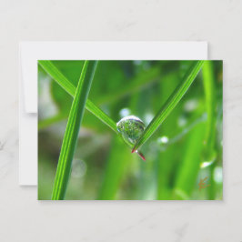 Cartão Postal Gotas de Orvalho de Mãos Dadas Bela Natureza