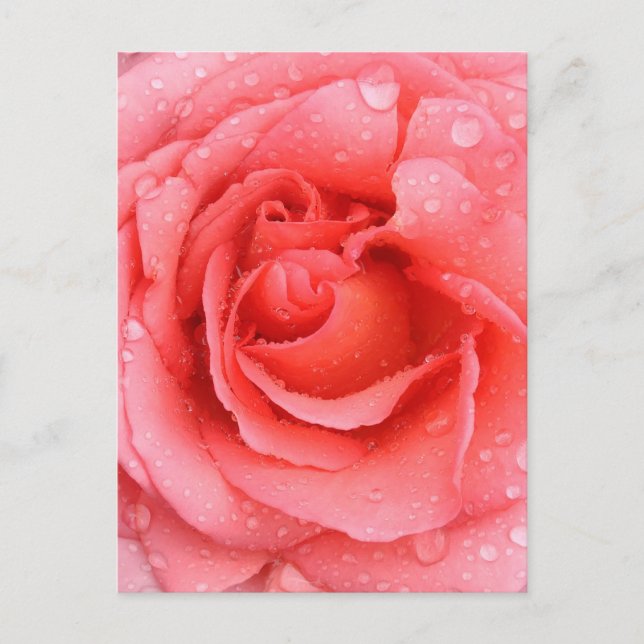Cartão Postal Gotas Românticas De Água Rosa Rosa (Frente)