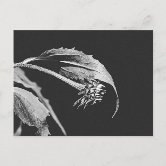 Cartão Postal Gothic Wilting Flower Photo Reprint (Frente)
