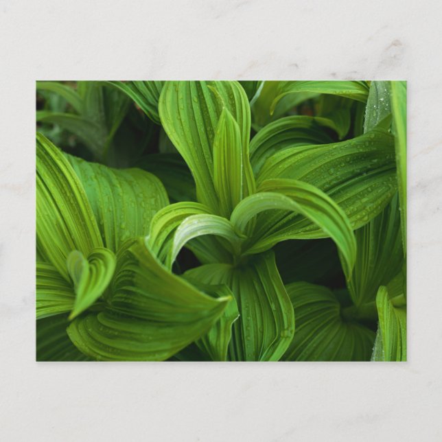 Cartão Postal Gotículas de orvalho numa falsa helabore (Frente)