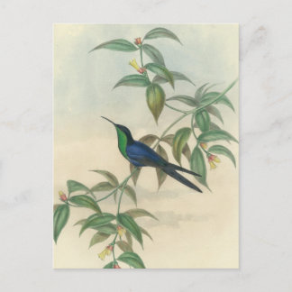 Cartão Postal Gould-sabugo