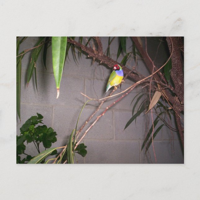 Cartão Postal Gouldian Finch (Frente)