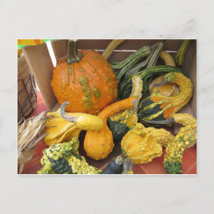 Cartão Postal Gourd Assortment