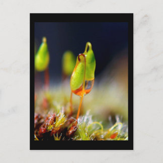 Cartão Postal gouttes d'eau"