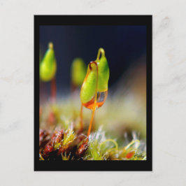 Cartão Postal gouttes d'eau"