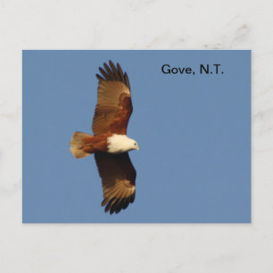 Cartão postal Gove Brahminy Kite