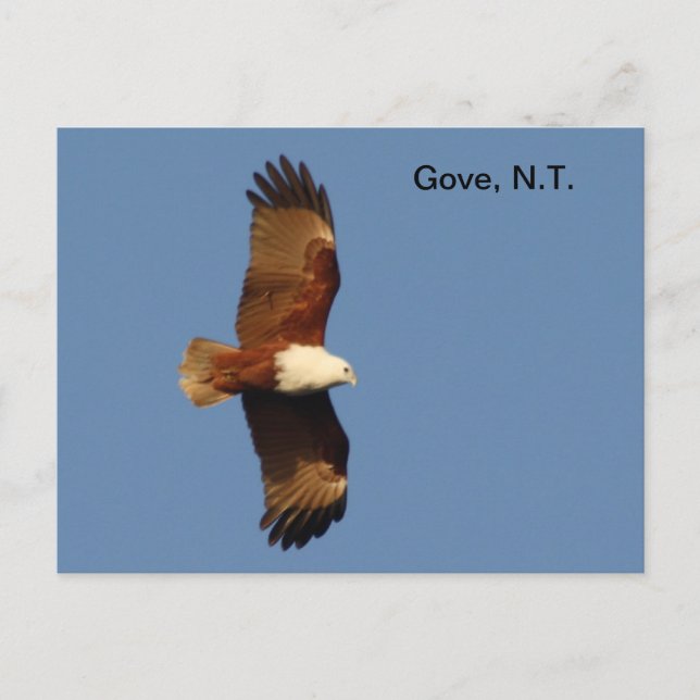 Cartão postal Gove Brahminy Kite (Frente)