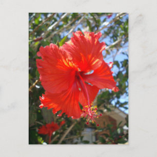 Cartão Postal "Graça Carmesim: Hibisco Vermelho Florescendo em u