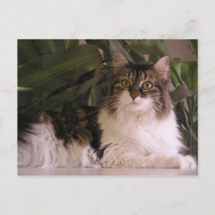 Cartão Postal Gracie