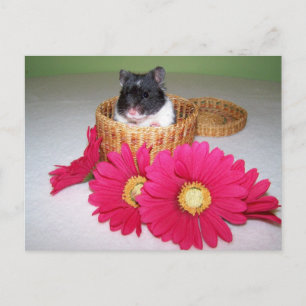 Cartão Postal gracinha