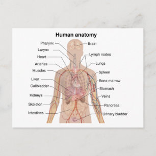 Cartão Postal Gráfico de Anatomia do Corpo Humano Órgãos Interno