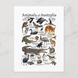 Cartão Postal Gráfico de Animais da Austrália